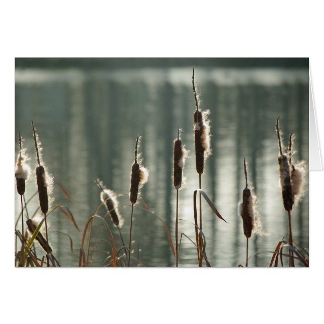 Reedmaces Kaart (Voorkant Horizontaal)