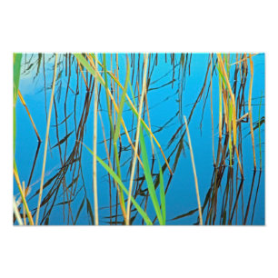 Reeds in een meer foto afdruk