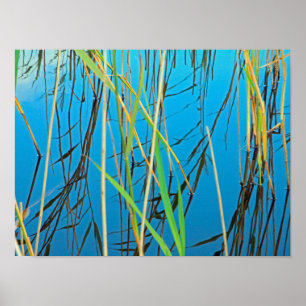 Reeds in een meer poster