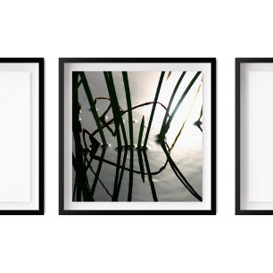 Reeds Reflectie Zen Fotografie Poster