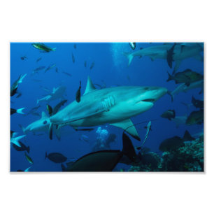 Reef Shark Photo Print Foto Afdruk