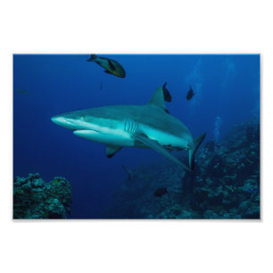 Reef Shark Photo Print Foto Afdruk