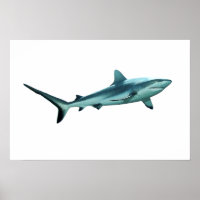 Reefshark - Abstract Design - Knip uit een foto |