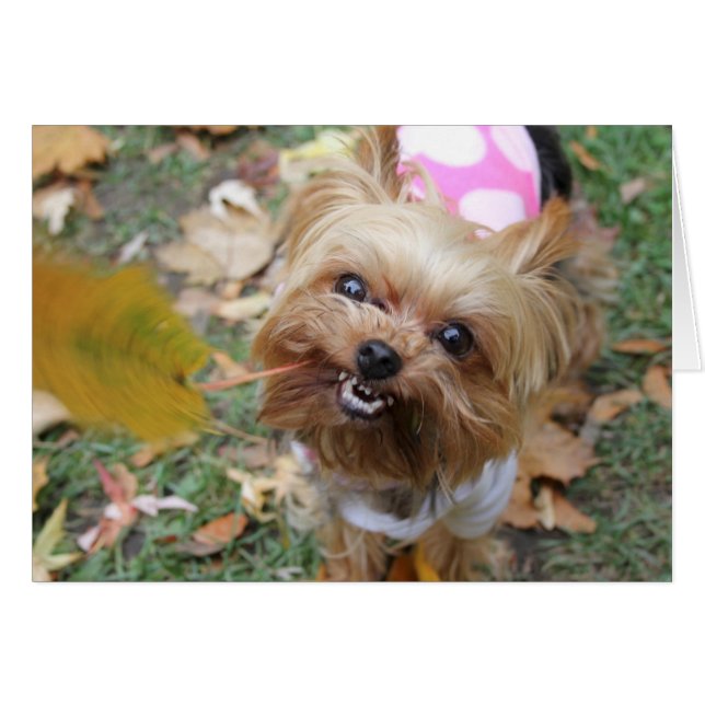 Reese (Devant Horizontal)