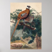 Reeves Pheasant van Joseph Wolf Poster (Voorkant)