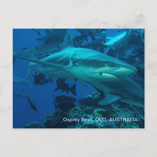Ref. haai Great Barrier Reef Coral Zee Briefkaart (Voorkant)