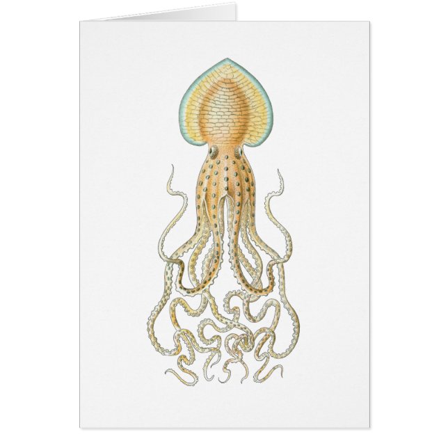 Ref. Octopus (Voorkant)