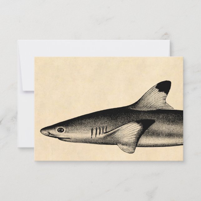  Ref Shark Illustratie Black Tipped (Voorkant)