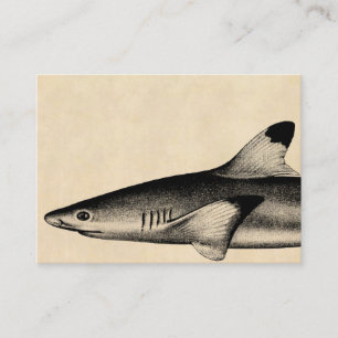 Ref Shark Illustratie Black Tipped Visitekaartje