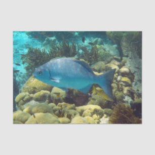 Ref. vis tissuepapier