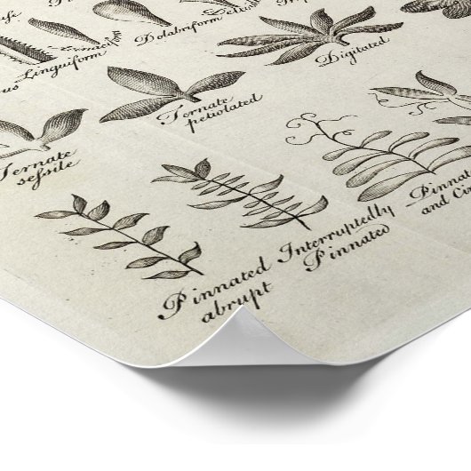 Referentie  botany Leaves & Flowers, 1753 Poster (Hoek)