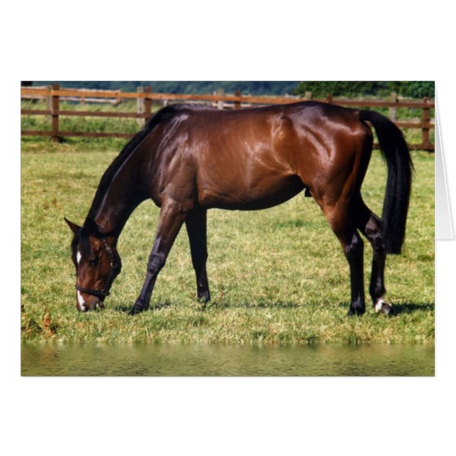 Reflecterende Bay (Voorkant Horizontaal)