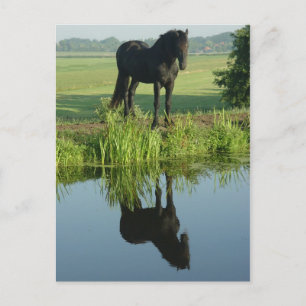 Reflectie voor Friesian Horse in water Briefkaart