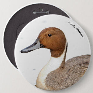 Reflecties van een noordelijke Pintail Duck Ronde Button 6,0 Cm