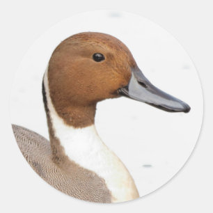 Reflecties van een noordelijke Pintail Duck Ronde Sticker