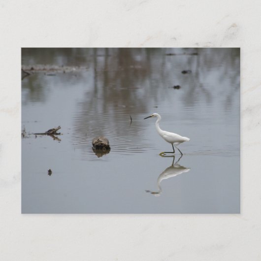 Reflecties van een Snowy Egret op de Beweging Briefkaart (Voorkant)