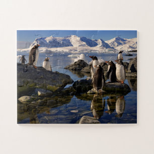 Reflecties van Gento Penguins in Antarctica Legpuzzel