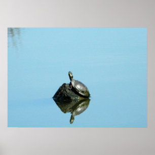 Reflecties van Poster van de lente (schildpad)
