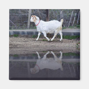 Reflecties van witte geit, magneet