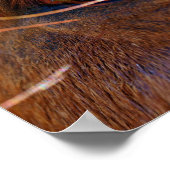 Reflection in Horse's Eye Poster (Coin)