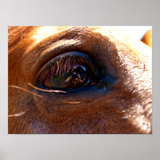 Reflection in Horse's Eye Poster (Devant)