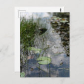 Reflections at the Water's Edge  Briefkaart (Voorkant / Achterkant)