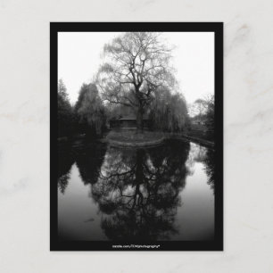 Reflet Willow noir&blanc - Carte postale