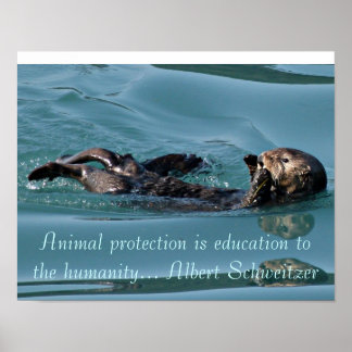 Réflexion de la loutre de mer avec une affiche de