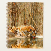 Réflexion du tigre (Devant)