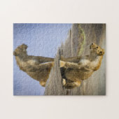 Réflexion d'un puzzle de lionne (Horizontal)