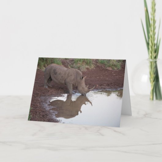 Réflexions : Carte postale de rhinocéros (Devant)