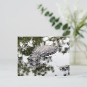 Réflexions de Gator dans la carte postale du marai (Debout devant)