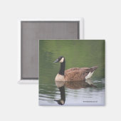 Réflexions de l'oie canadienne Nature Magnet photo (Recto/Verso)