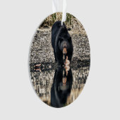 Réflexions de l'ours noir (devant)