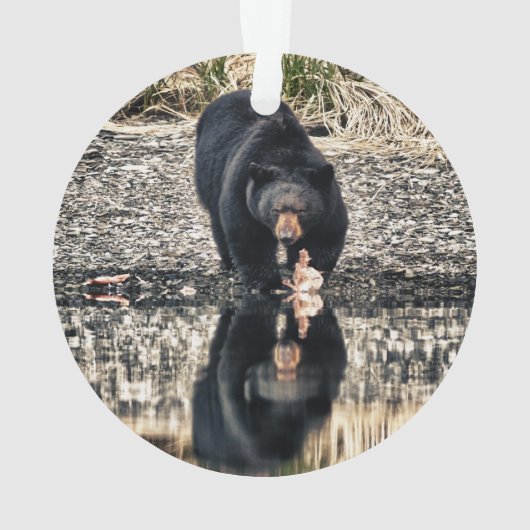 Réflexions de l'ours noir (dos)