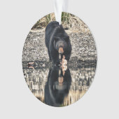 Réflexions de l'ours noir (devant)