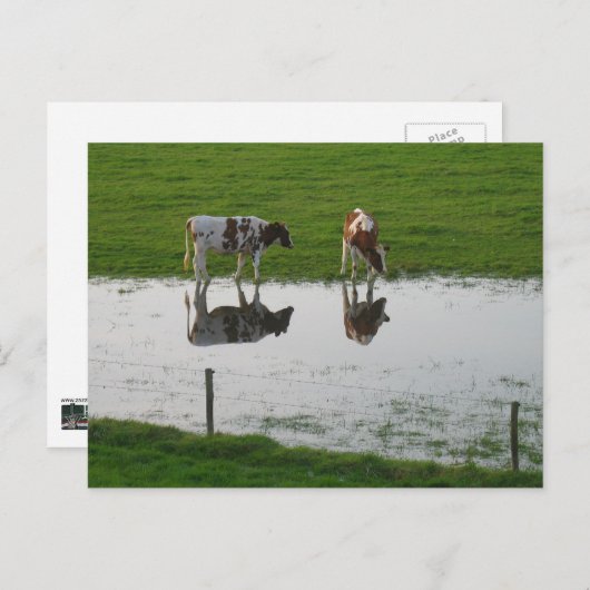Réflexions des vaches dans la carte postale de l'e (Devant / Derrière)