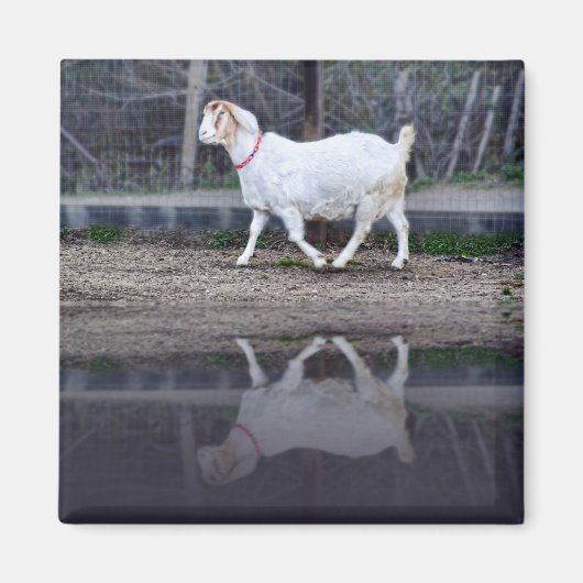 Réflexions d'une chèvre blanche, aimant (Devant)