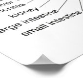 Reflexology Chart 20X30" Poster (Hoek)