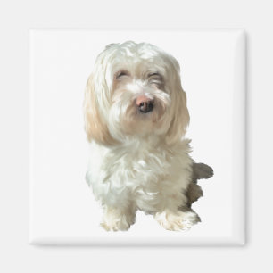 Réfrigérateur Aimant Havanais Chien