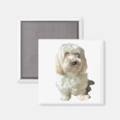Réfrigérateur Magnet Havanese Chien (Recto/Verso)