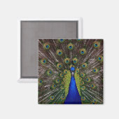 Réfrigérateur Peacock brillant ou aimant Locker (Recto/Verso)