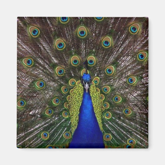 Réfrigérateur Peacock brillant ou aimant Locker (Devant)