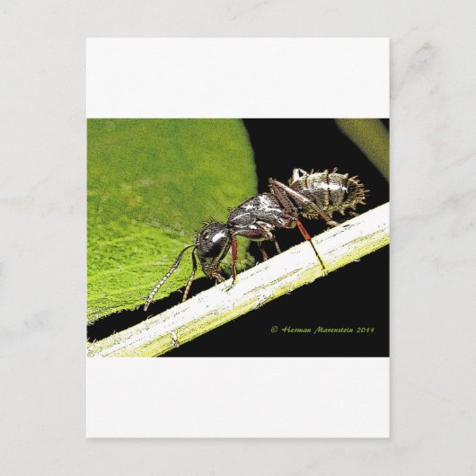 reg b briefkaart (Voorkant)