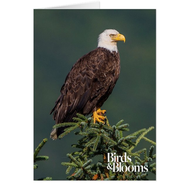 Regal Bald Eagle (Voorkant)