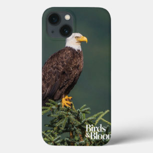 Regal Bald Eagle iPhone 13 Hoesje
