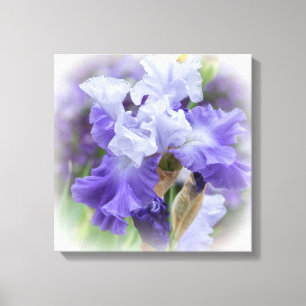 Regal Bearded Iris - Paars & wit Canvas Afdruk