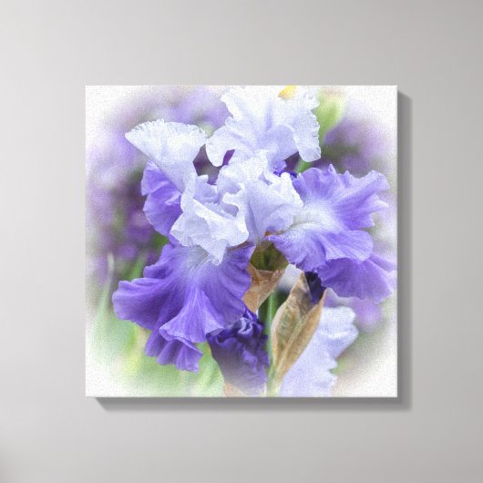 Regal Bearded Iris - Paars & wit Canvas Afdruk (Voorkant)
