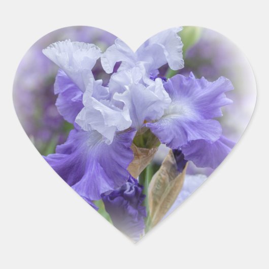 Regal Bearded Iris - Paars & wit Hart Sticker (Voorkant)