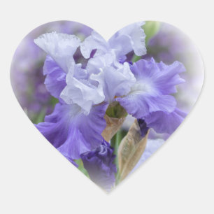 Regal Bearded Iris - Paars & wit Hart Sticker